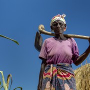 A lady in a corn field holding a hoe