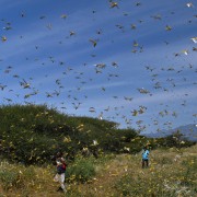 Swarm of mature desert locusts in Kenya.