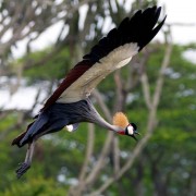 Gray crowned Crane