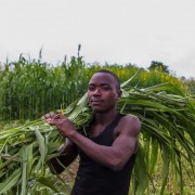 USAID promotes agricultural recovery and livelihood development through the President’s global Feed the Future initiative.