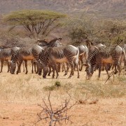 Conservation efforts are paying off for Grevy's Zebras