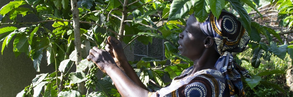 Elvanis Nkundwa gives a tour of her farm and demonstrates harvesting techniques.