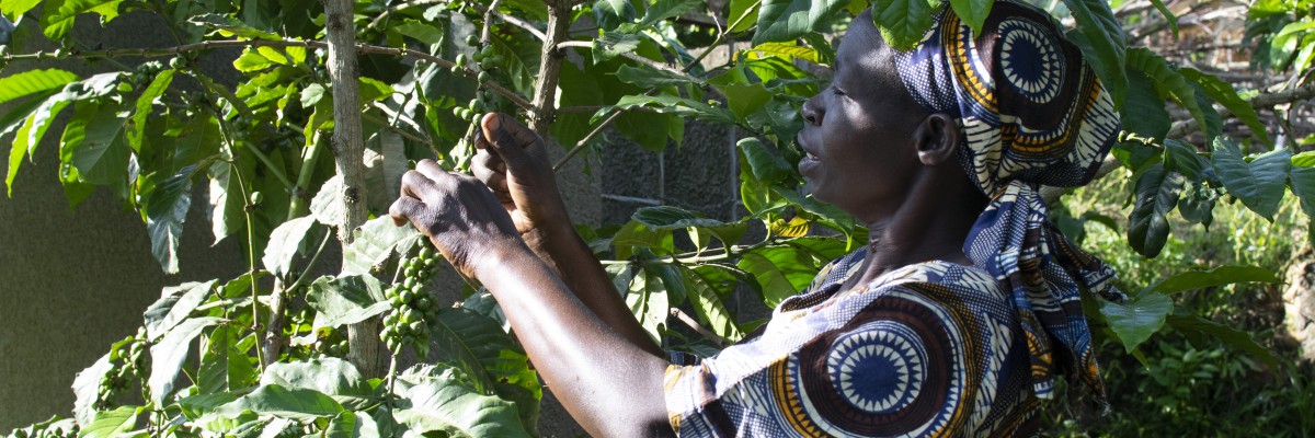 USAID supports Uganda’s efforts to address weather-related impacts on agriculture through access to reliable climate data, development of effective climate policies, and research and education.