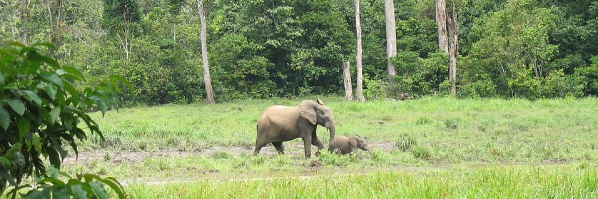 Forest Elephants