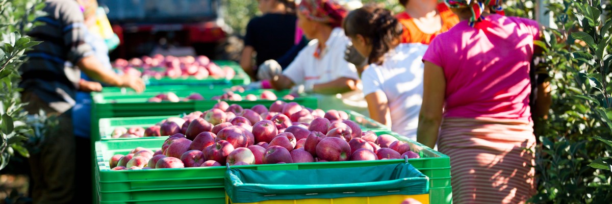 USAID helps Moldovan farmers diversify export markets making higher profits and contributing to developing rural communities.  