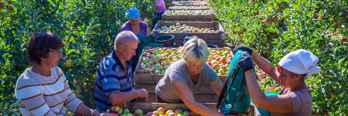 Збирання урожаю яблук на Донеччині.