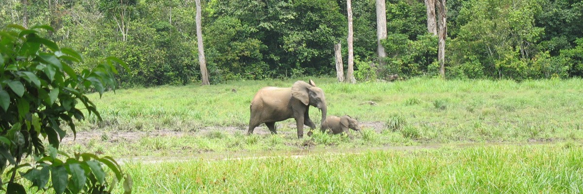 Elephants traveling through the forest.