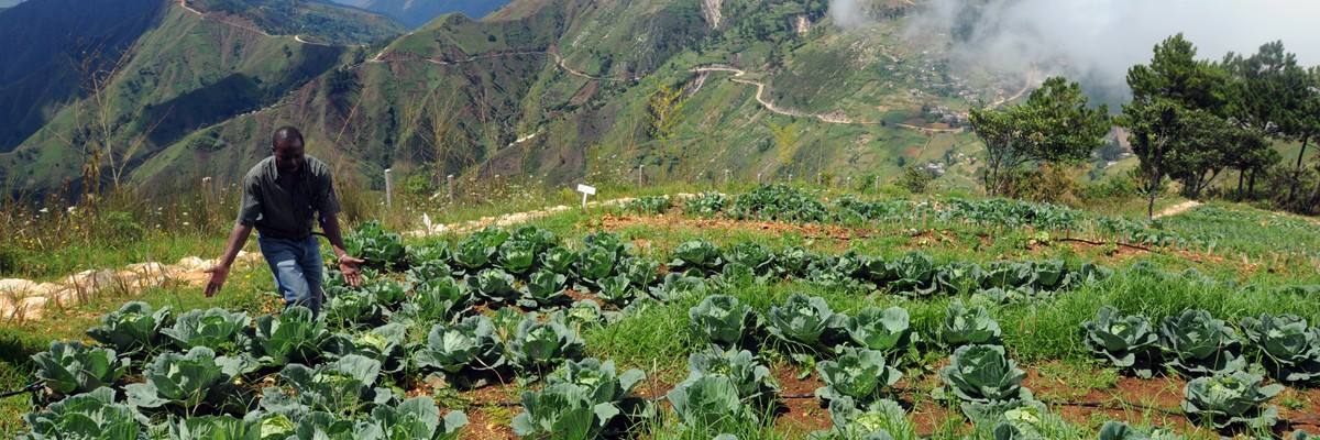 Farmer shows off his robust crop yields.