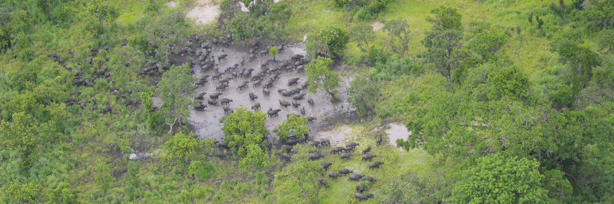 Niassa National Reserve Park